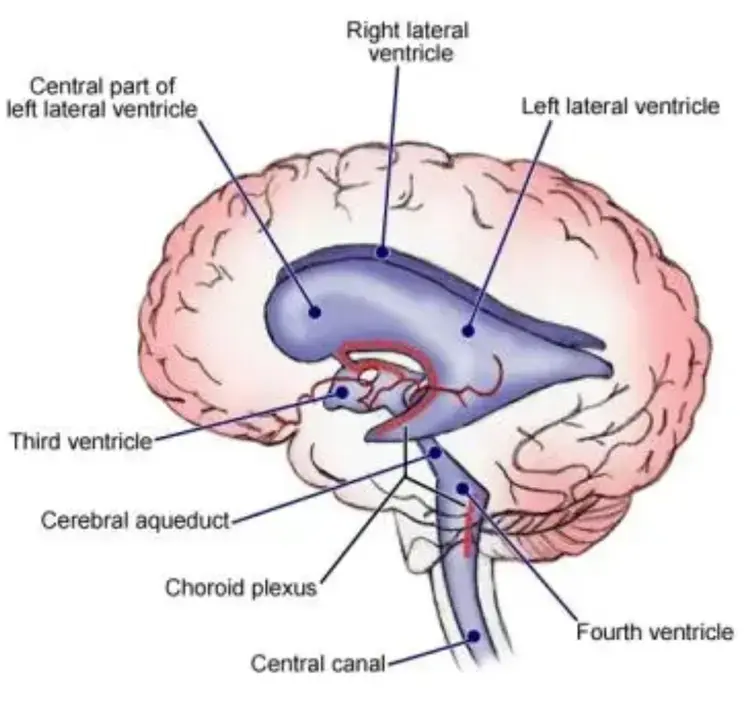 /pix/study/brain-ventricles-thumb.webp