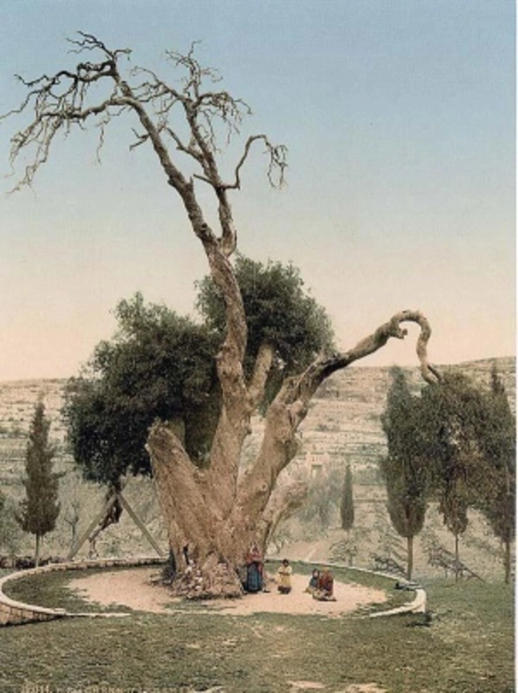/pix/study/christian/palaestina-quercus-mambre-thumb.webp